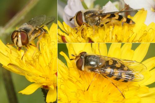 Réf. 225 453 : Scaeva dignota